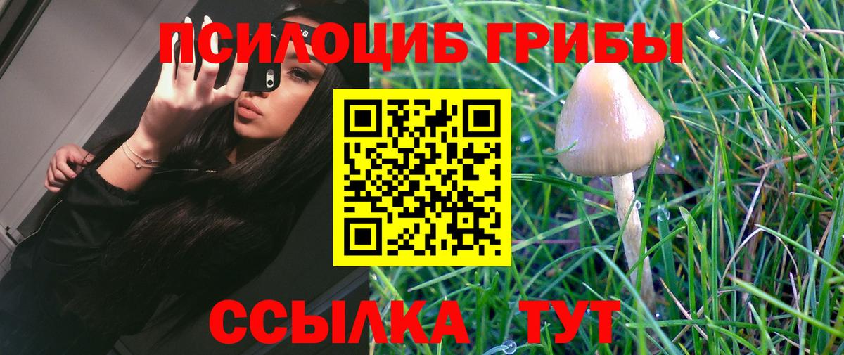 Нягань  Псилоцибиновые грибы Cubensis  Вход с VPN  Галлюциногенные грибы Psilocybine cubensis 